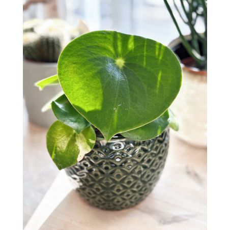 Peperomia polybotrya Raindrop - peperomia 