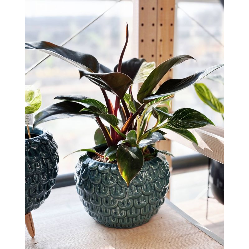 Philodendron birkin Congo - filodendron 