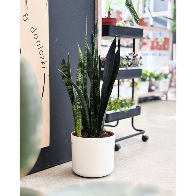 Sansevieria zeylanica - wężownica 