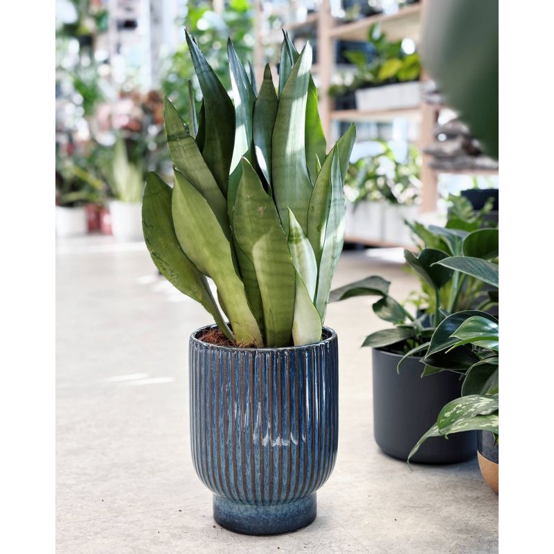 Sansevieria trifasciata Moonshine - wężownica 