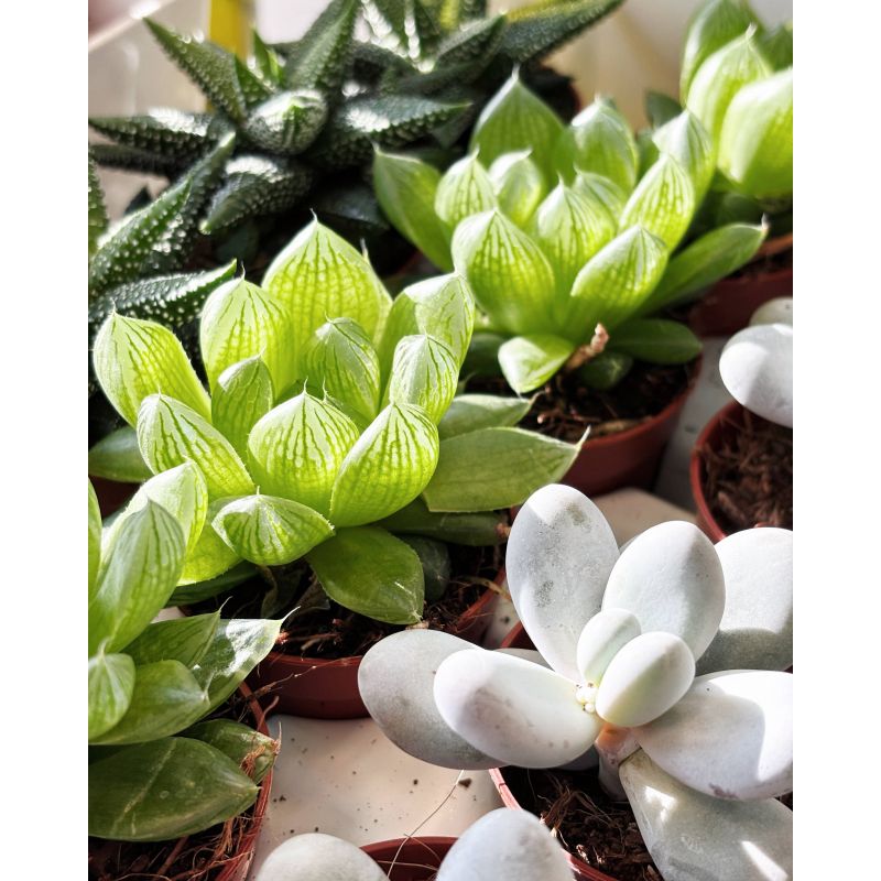 Haworthia gracilis - haworsja 