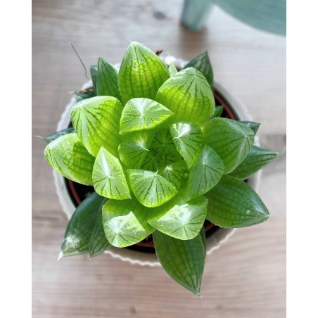 Haworthia gracilis - haworsja 