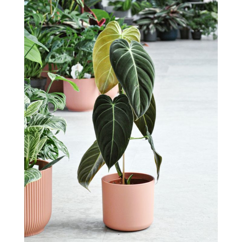 Philodendron melanochrysum - filodendron