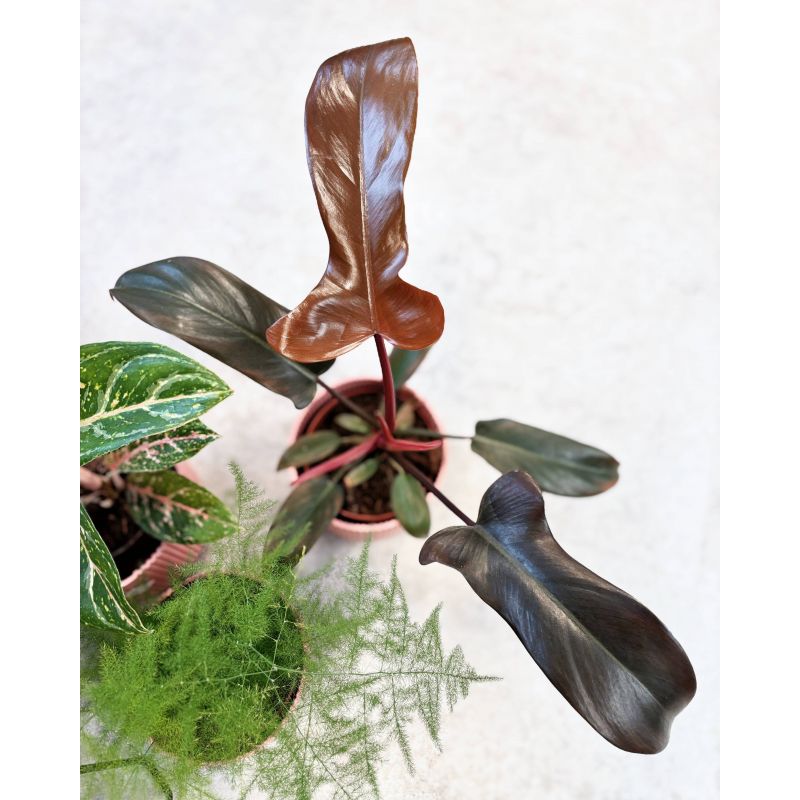 Philodendron 'Florida Bronze' - filodendron