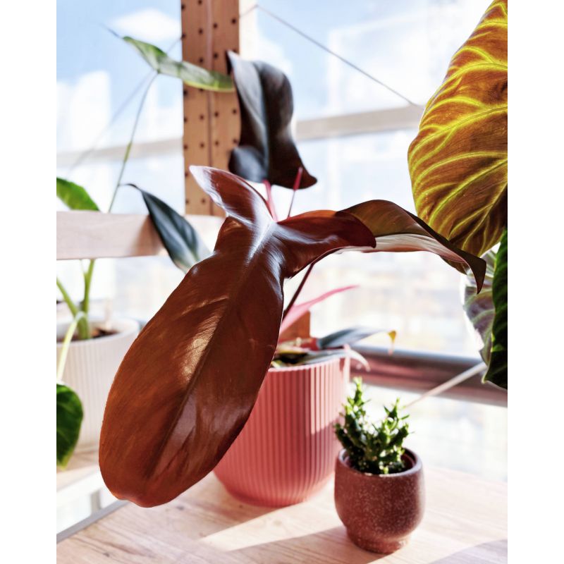 Philodendron 'Florida Bronze' - filodendron