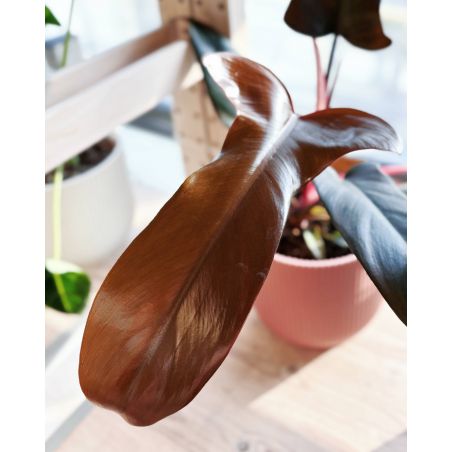 Philodendron 'Florida Bronze' - filodendron