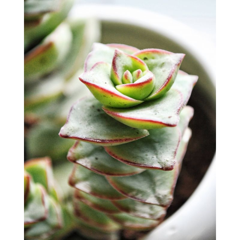 Crassula rupestris - grubosz