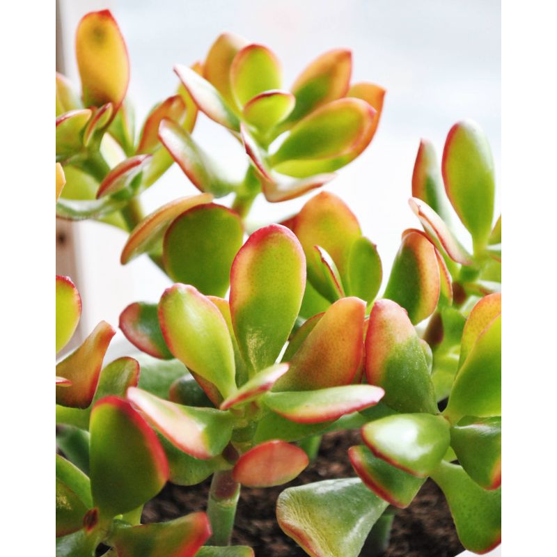 Crassula ovata 'Saunset' - grubosz