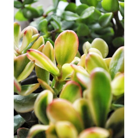 Crassula ovata 'Saunset' - grubosz