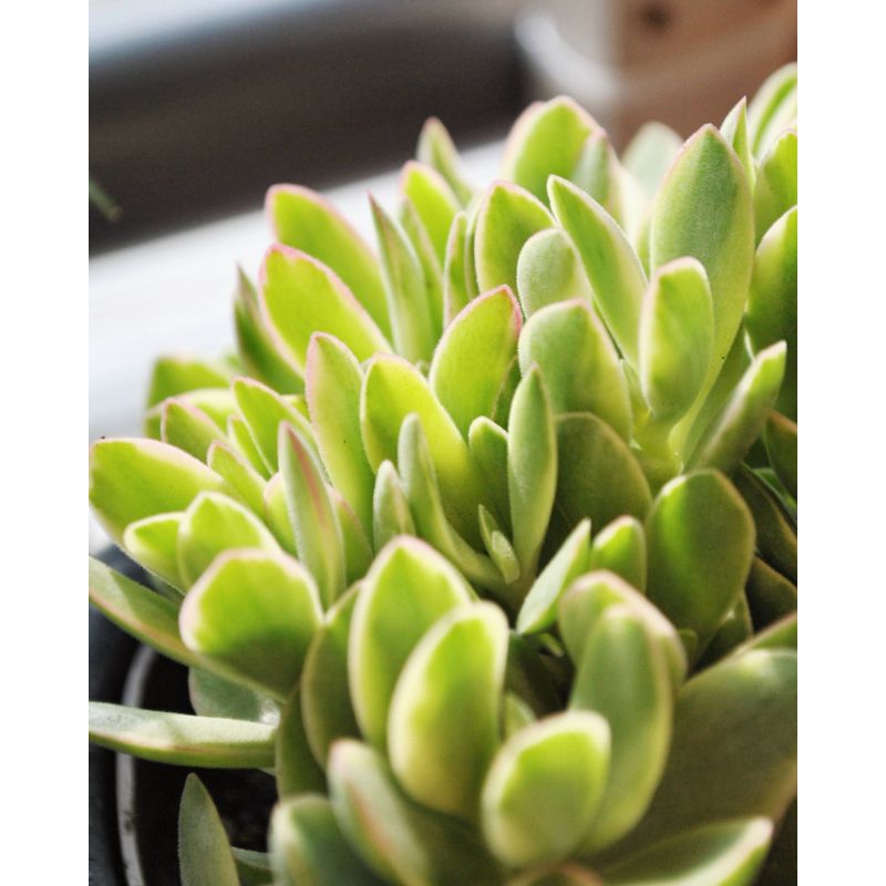 Crassula globularioides 'Variegata' - grubosz