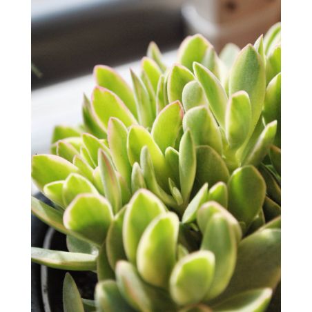 Crassula globularioides 'Variegata' - grubosz