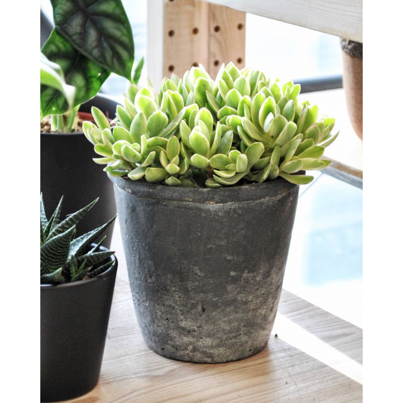 Crassula globularioides 'Variegata' - grubosz