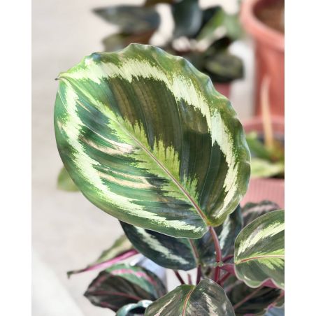 Calathea 'Medalion' - kalatea