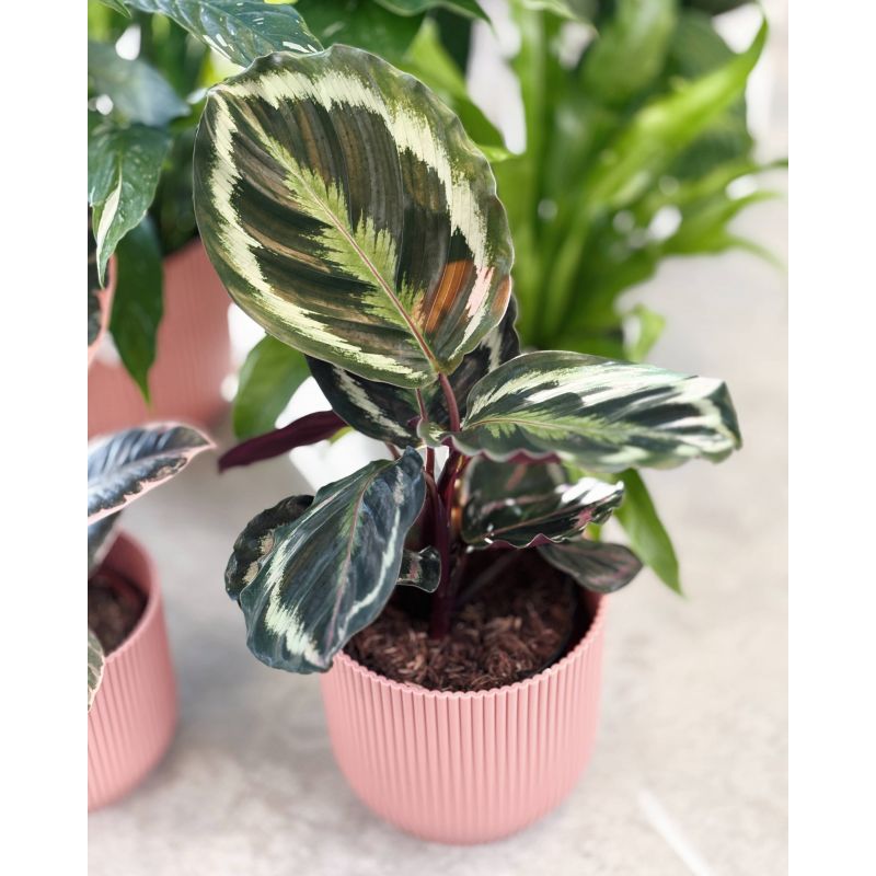 Calathea 'Medalion' - kalatea