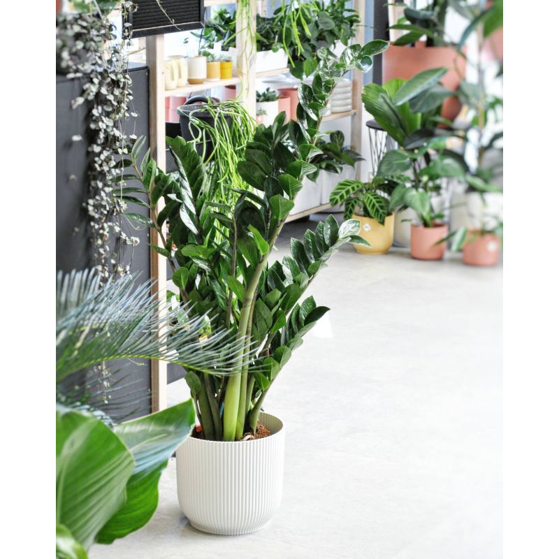 Zamioculcas zamiifolia - zamiokulkas zamiolistny