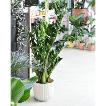 Zamioculcas zamiifolia - zamiokulkas zamiolistny