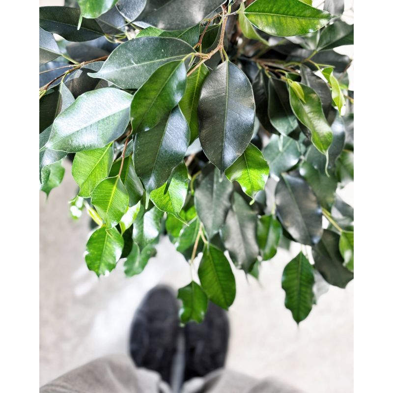 Ficus benjamina 'Danielle' - figowiec