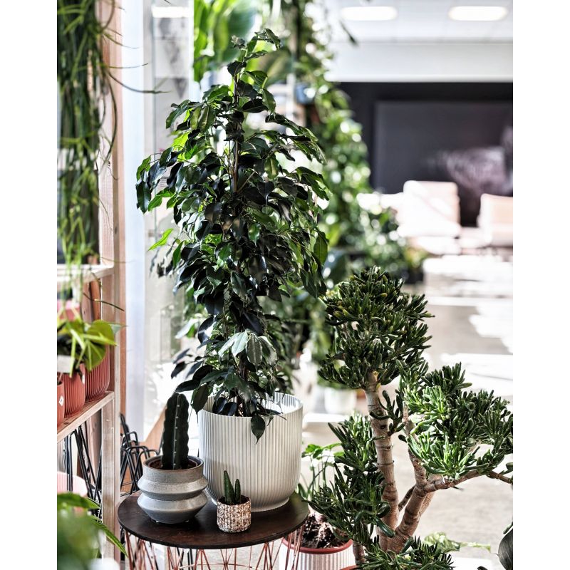 Ficus benjamina 'Danielle' - figowiec