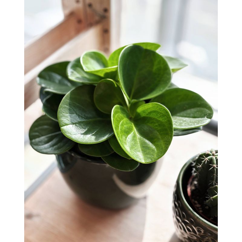 Peperomia obtusifolia 'Green Gold' - peperomia tępolistna