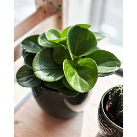 Peperomia obtusifolia 'Green Gold' - peperomia tępolistna
