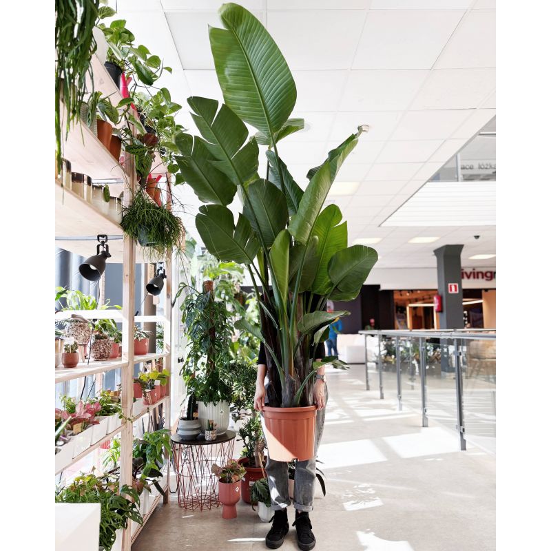 Strelitzia nicolai - strelicja biała