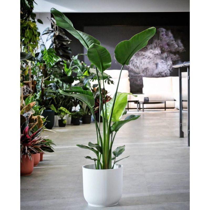 Strelitzia nicolai - strelicja biała