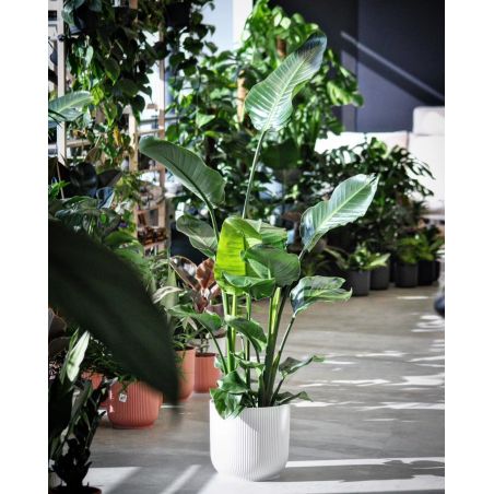 Strelitzia nicolai - strelicja biała