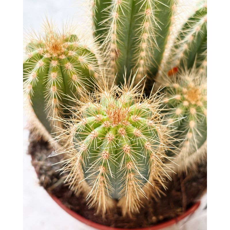 Pilosocereus - kaktus