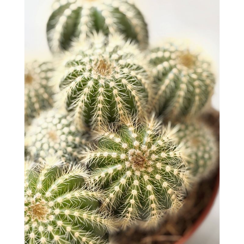 Eriocactus - kaktus