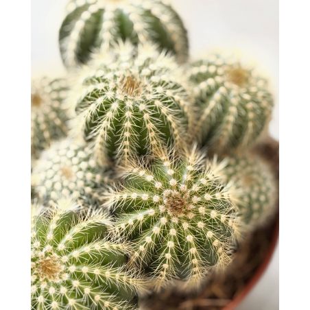 Eriocactus - kaktus