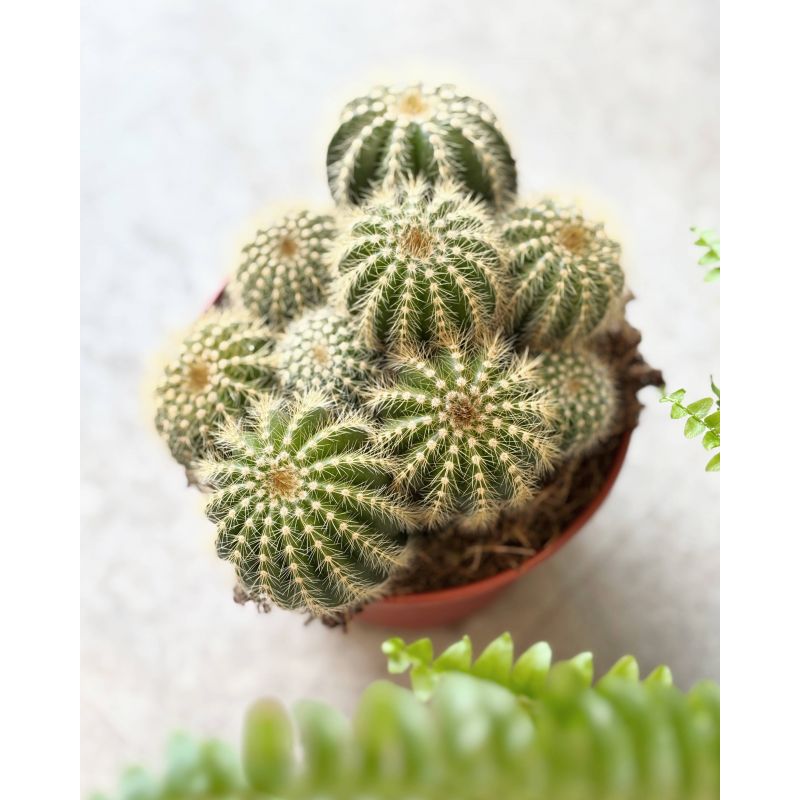 Eriocactus - kaktus