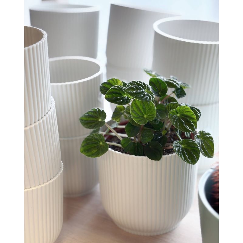 Peperomia caperata 'Lilian' - peperomia kędzierzawa