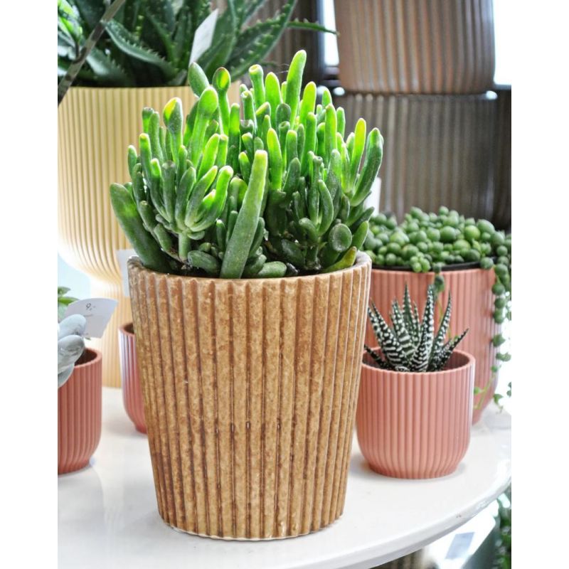 Crassula 'Hobbit' - grubosz Crassula 'Hobbit' - grubosz