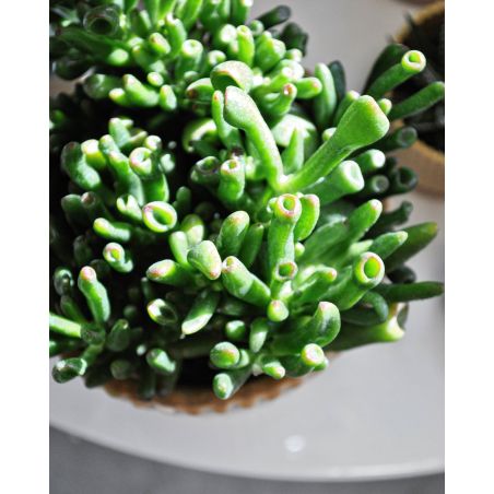 Crassula 'Hobbit' - grubosz