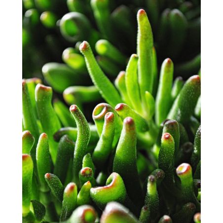 Crassula 'Hobbit' - grubosz