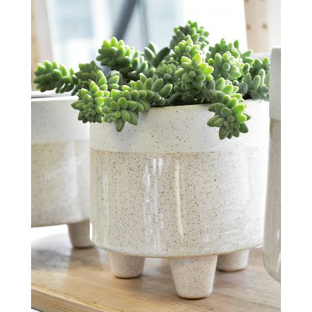 Sedum burrito - rozchodnik