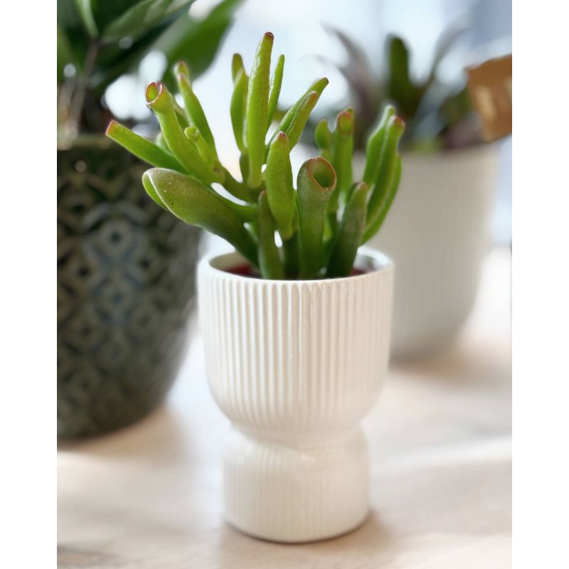 Crassula 'Hobbit' - grubos