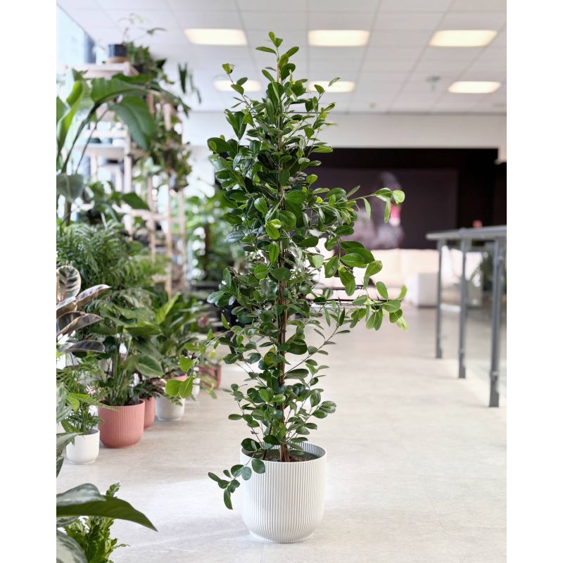 Ficus microcarpa 'Moclame' - figowiec