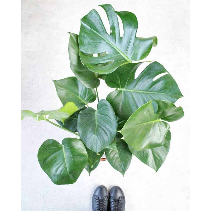 Monstera deliciosa - monstera dziurawa