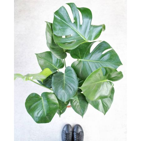 Monstera deliciosa - monstera dziurawa