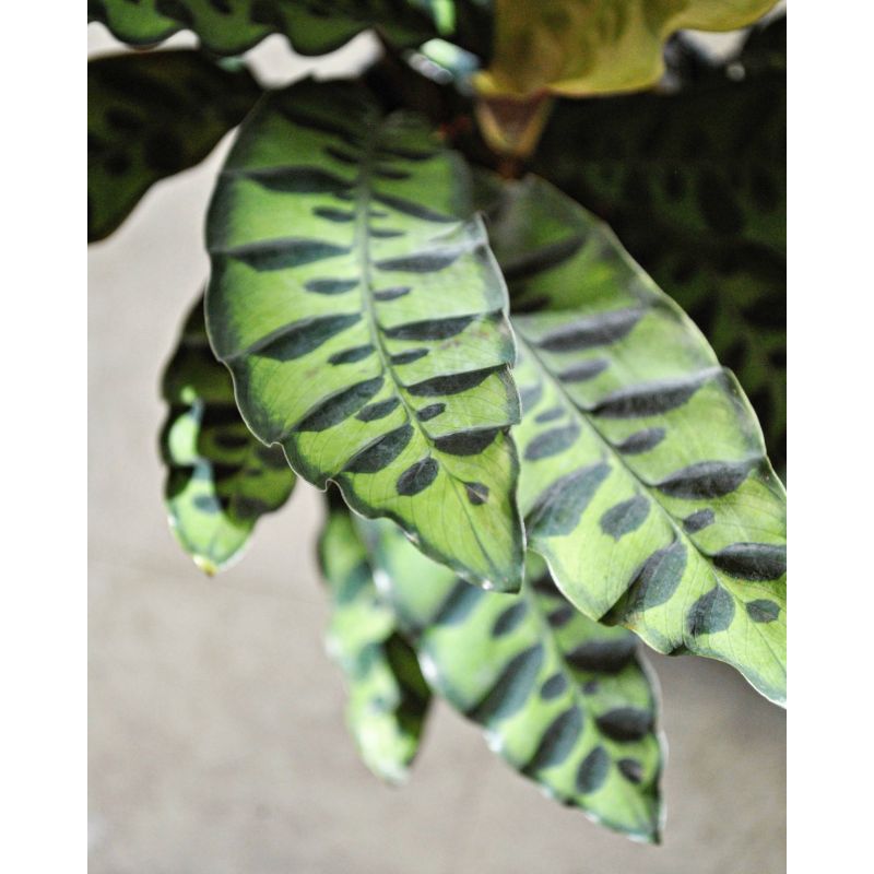 Calathea lancifolia - kalatea