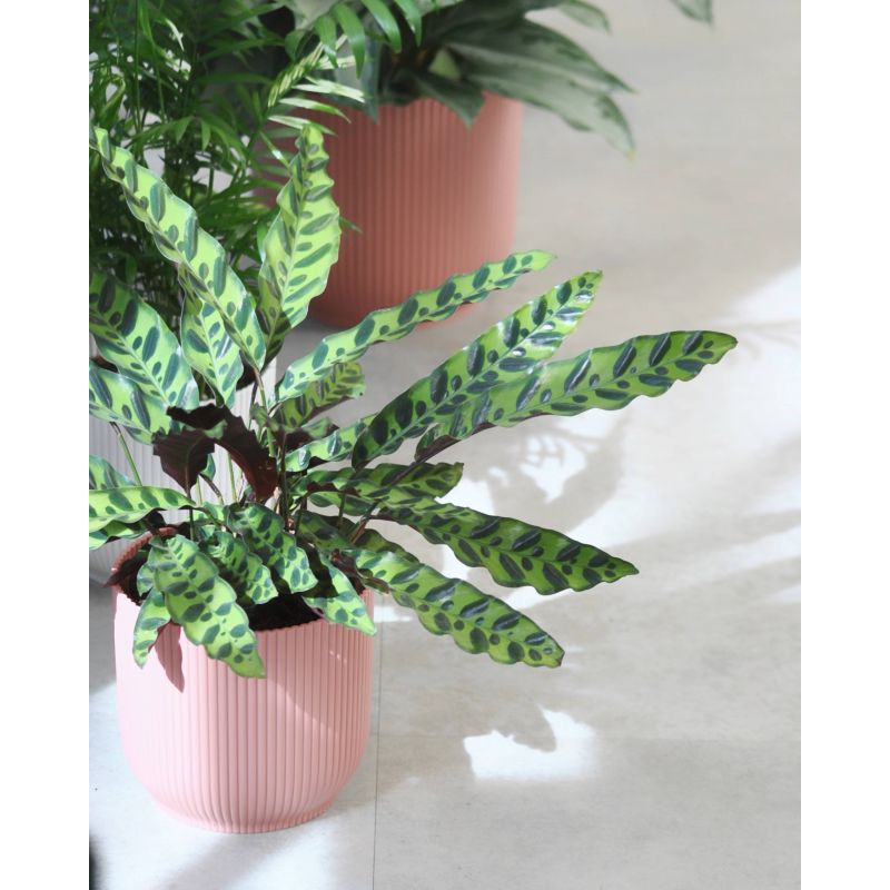 Calathea lancifolia - kalatea Calathea lancifolia - kalatea