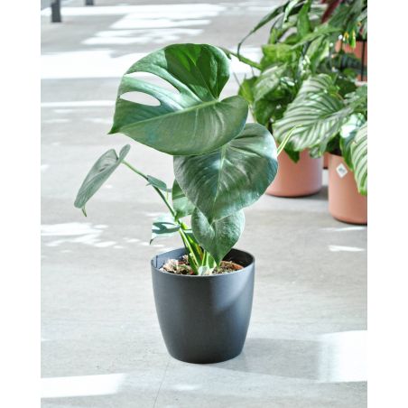 Monstera deliciosa - monstera dziurawa