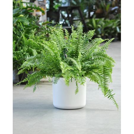 Nephrolepis exaltata 'Green Moment' - nefrolepis wyniosły