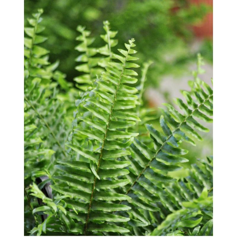 Nephrolepis exaltata 'Green Moment' - nefrolepis wyniosły