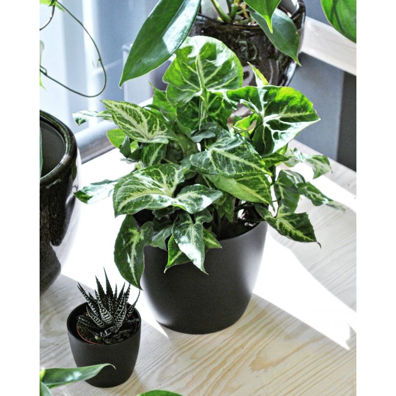 Syngonium 'Arrow' - zroślicha