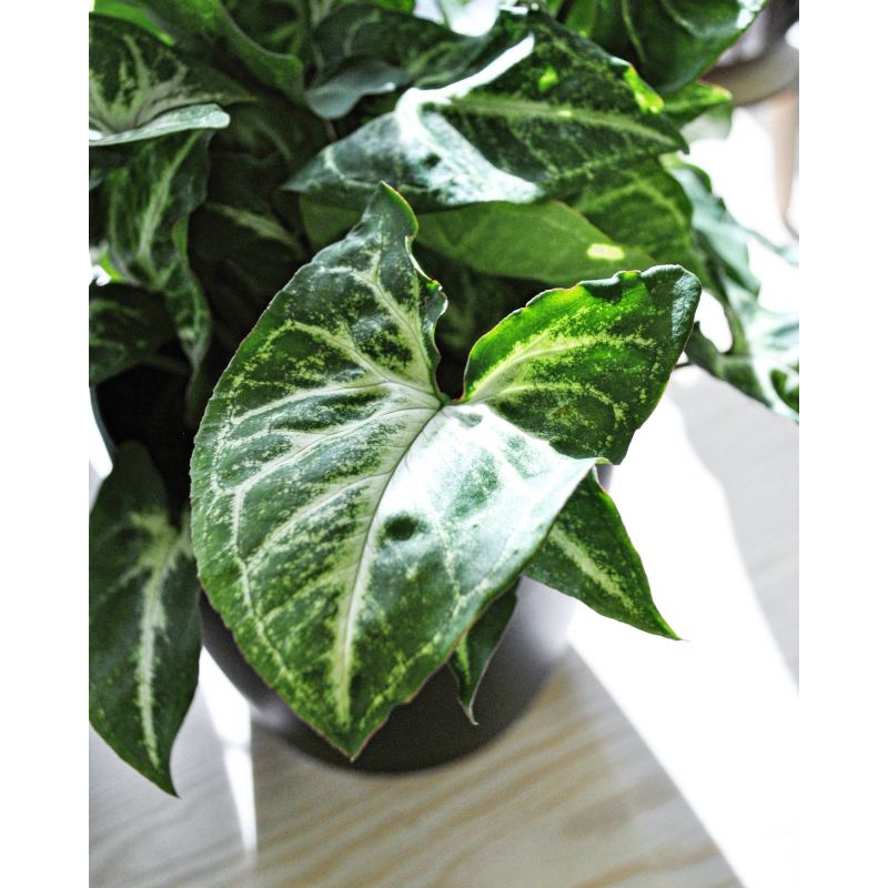 Syngonium 'Arrow' - zroślicha