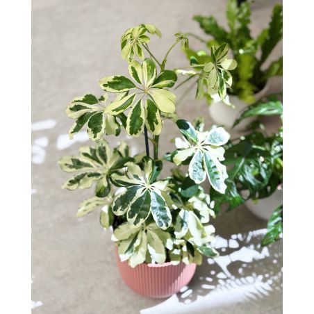 Schefflera arboricola 'Charlotte' - szeflera drzewkowata