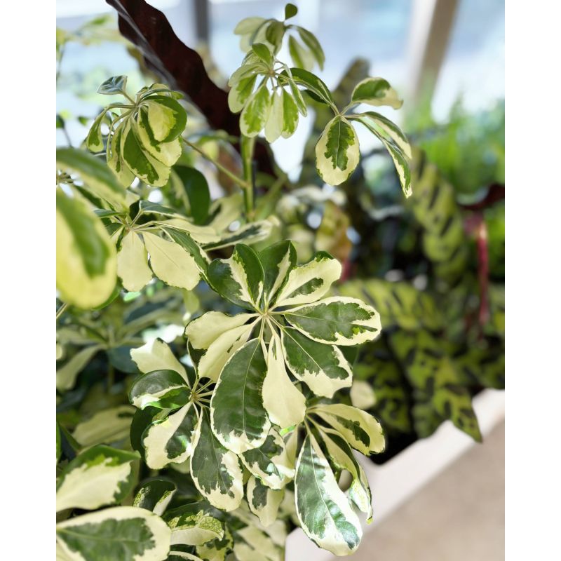 Schefflera arboricola 'Charlotte' - szeflera drzewkowata