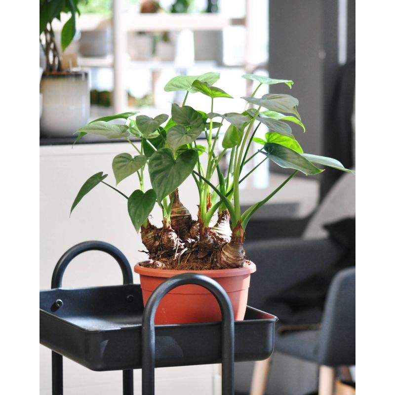Alocasia cucullata - alokazja Alocasia cucullata - alokazja